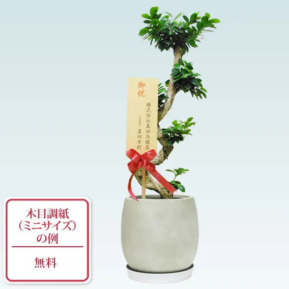 ガジュマル(グラスファイバー製鉢植込み、バルーン型)　スタイリッシュ10