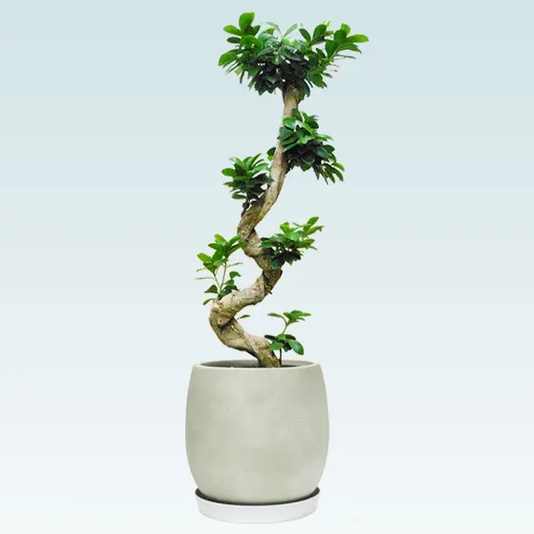 ガジュマル(グラスファイバー製鉢植込み、バルーン型)　スタイリッシュ11