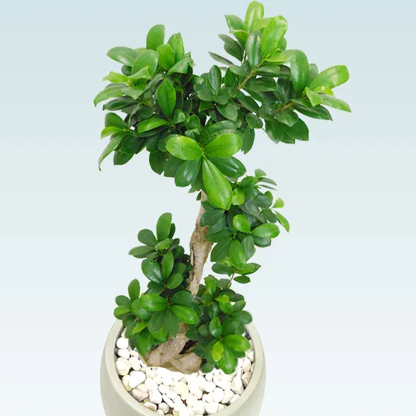 ガジュマル(グラスファイバー製鉢植込み、バルーン型)　スタイリッシュ13