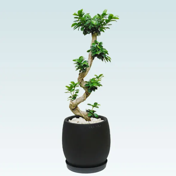 ガジュマル(グラスファイバー製鉢植込み、バルーン型)　スタイリッシュ1