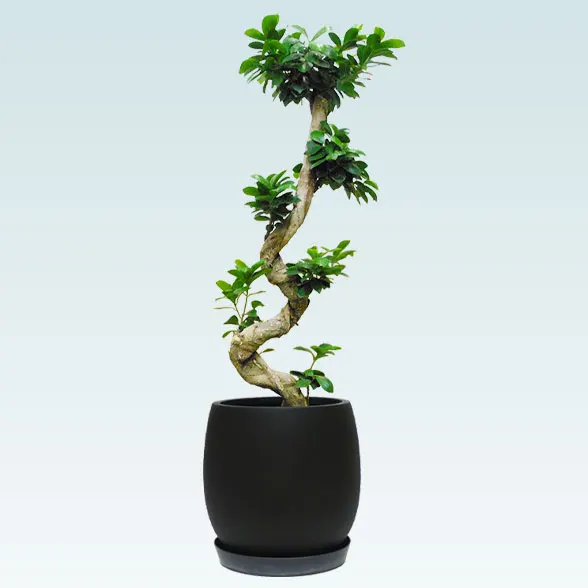 ガジュマル(グラスファイバー製鉢植込み、バルーン型)　スタイリッシュ11