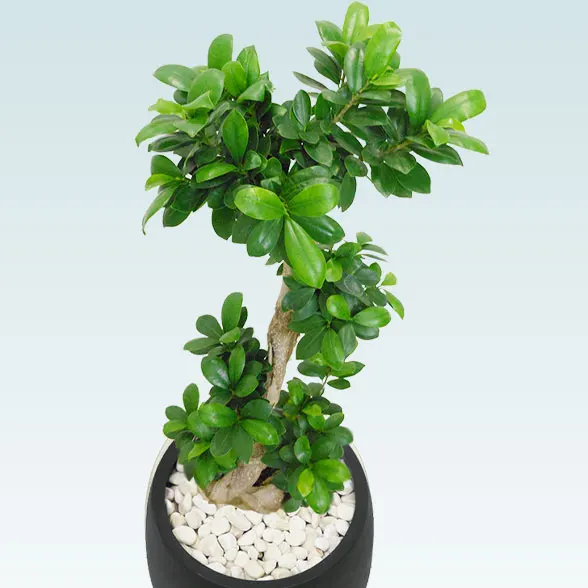 ガジュマル(グラスファイバー製鉢植込み、バルーン型)　スタイリッシュ13