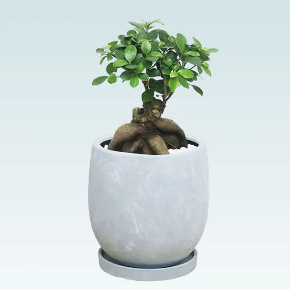 ガジュマル(陶器鉢　ボウル型　パステルブルー)　スタイリッシュ　正面