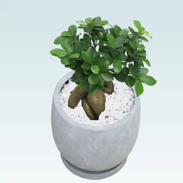 ガジュマル(陶器鉢　ボウル型　パステルブルー)　スタイリッシュ　左上