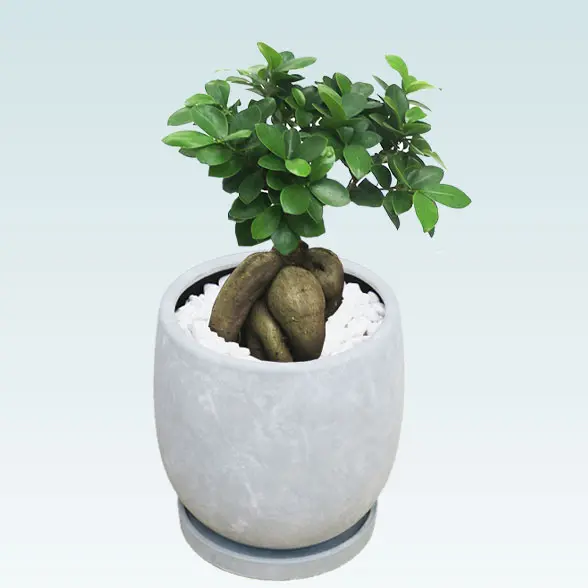 ガジュマル(陶器鉢　ボウル型　パステルブルー)　スタイリッシュ　左から