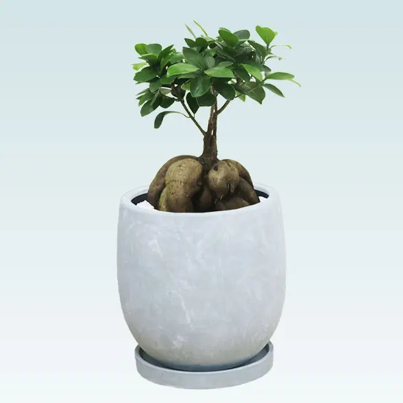 ガジュマル(陶器鉢　ボウル型　パステルブルー)　スタイリッシュ　右から