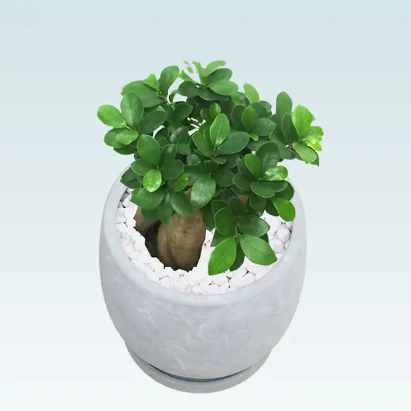 ガジュマル(陶器鉢　ボウル型　パステルブルー)　スタイリッシュ　正面上から