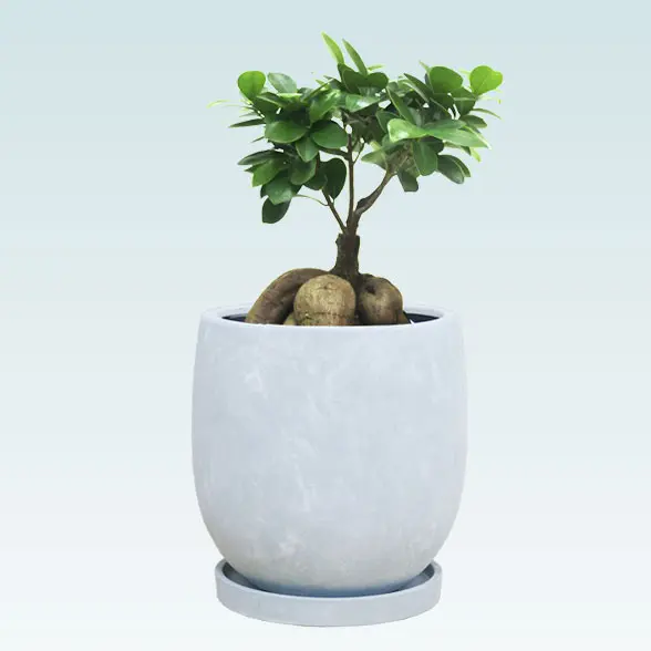 ガジュマル(陶器鉢　ボウル型　パステルブルー)　スタイリッシュ　正面下から