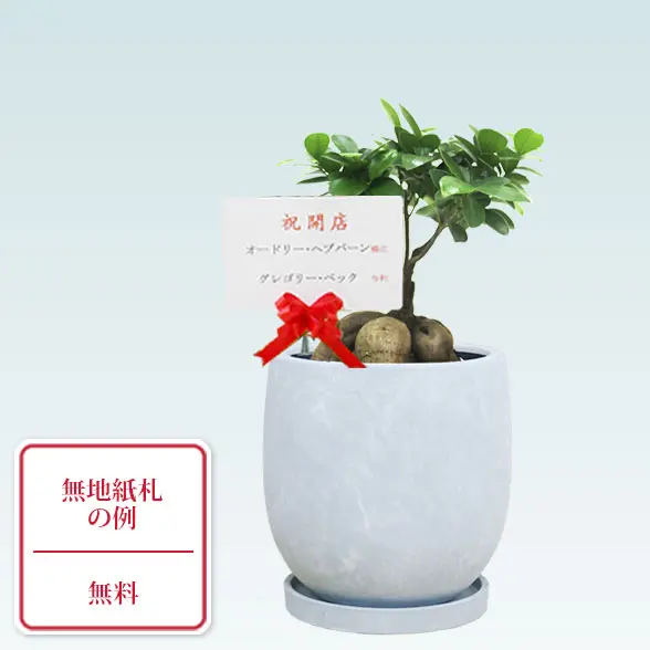 ガジュマル(陶器鉢　ボウル型　パステルブルー)　スタイリッシュ　無地紙札