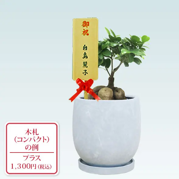 ガジュマル(陶器鉢　ボウル型　パステルブルー)　スタイリッシュ　コンパクト木札