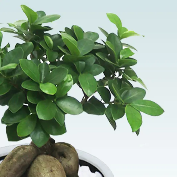 ガジュマル(陶器鉢　ボウル型　パステルブルー)　スタイリッシュ　葉っぱの拡大左