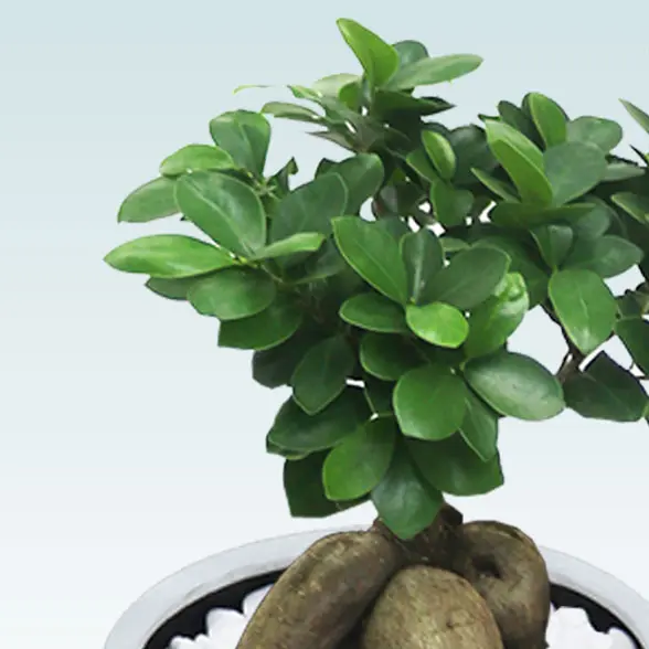 ガジュマル(陶器鉢　ボウル型　パステルブルー)　スタイリッシュ　葉っぱの拡大右