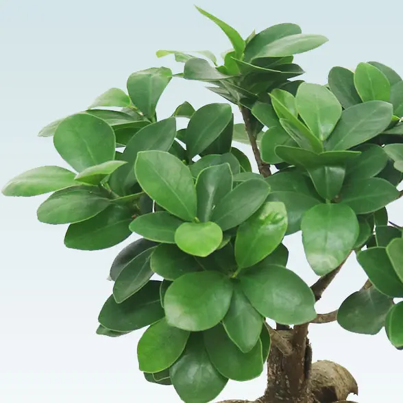 ガジュマル(陶器鉢　ボウル型　パステルブルー)　スタイリッシュ　葉っぱ拡大右