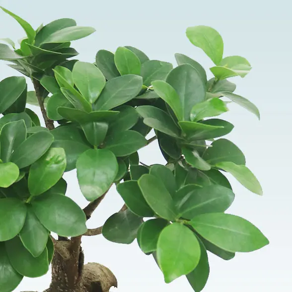 ガジュマル(陶器鉢　ボウル型　パステルブルー)　スタイリッシュ　葉っぱの拡大右