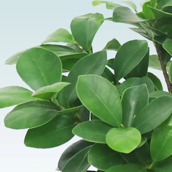 ガジュマル(陶器鉢　ボウル型　パステルブルー)　スタイリッシュ　葉っぱ