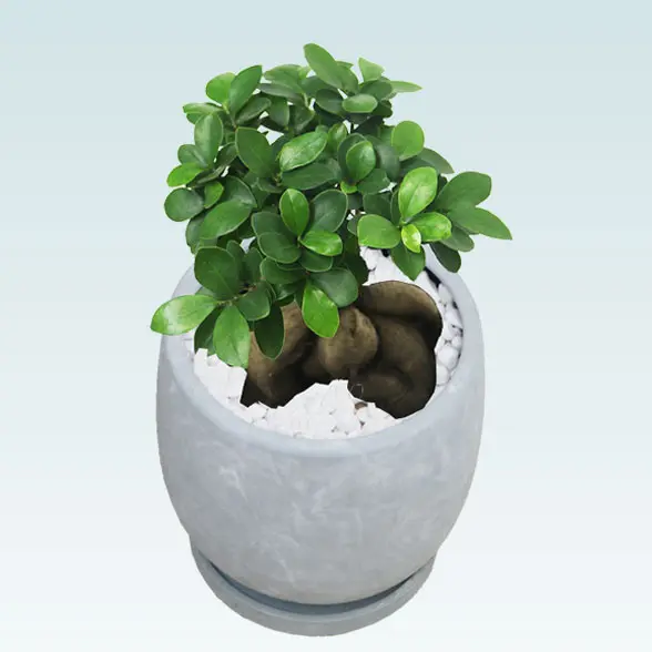 ガジュマル(陶器鉢　ボウル型　パステルブルー)　スタイリッシュ　右斜めから