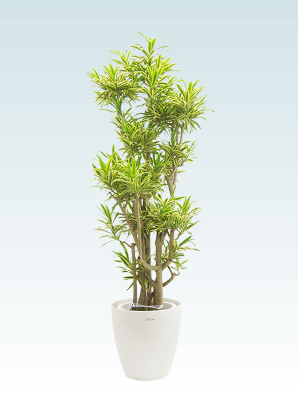 ソングオブインディアの育て方 観葉植物の通販 販売のオアシス