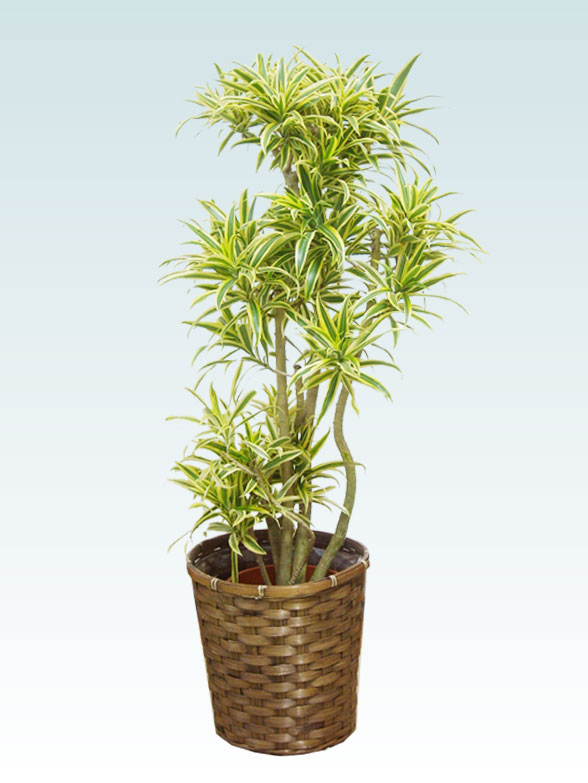 ソングオブインディアの育て方 観葉植物の通販 販売のオアシス