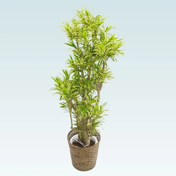 ソングオブインディア(藤かご付・ダークブラウン色)　Lサイズ３