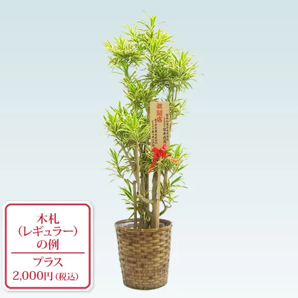 ソングオブインディア(藤かご付・ダークブラウン色)　Lサイズ９