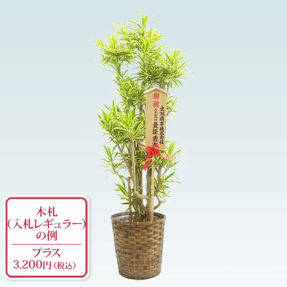 ソングオブインディア(藤かご付・ダークブラウン色)　Lサイズ１０