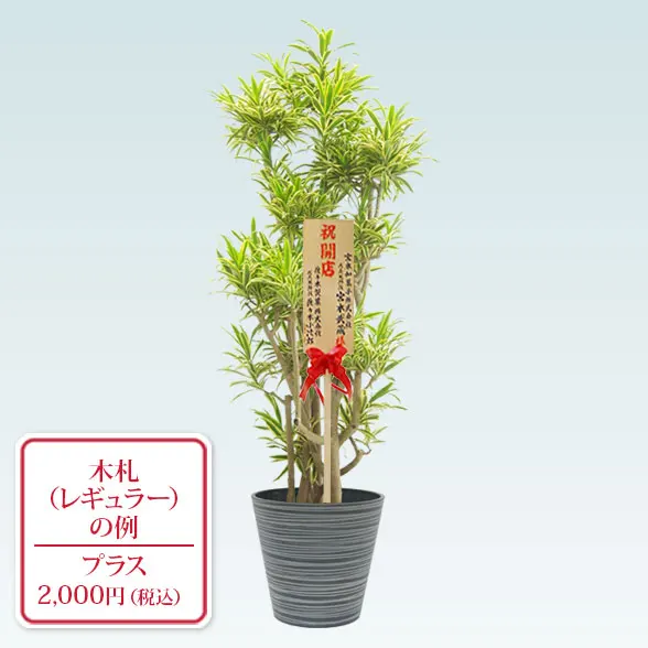 ソングオブインディア(エコフレンドリーポット付)　Lサイズ９