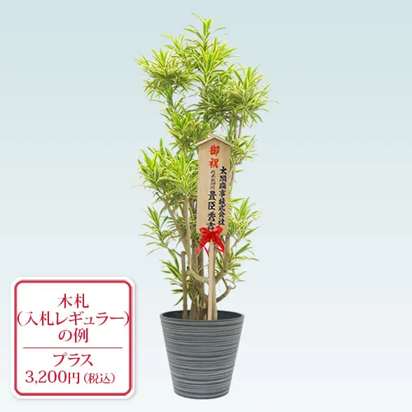 ソングオブインディア(エコフレンドリーポット付)　Lサイズ１０