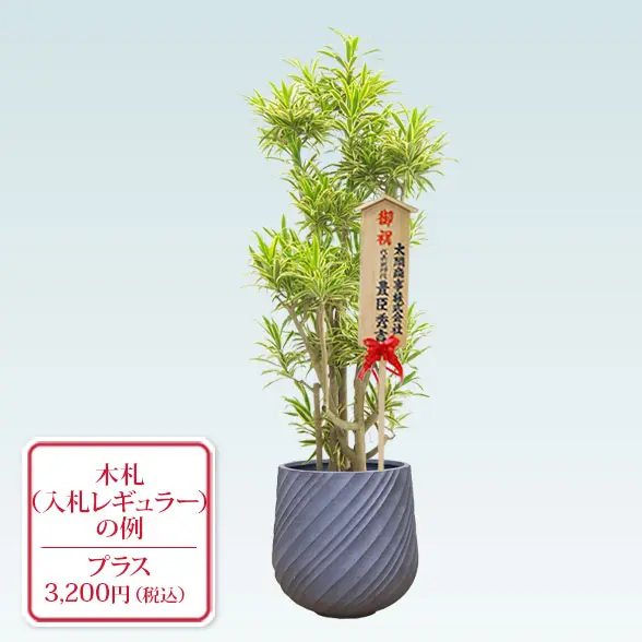 ソングオブインディア(スパイラル型、グラスファイバー製鉢カバー付)　Lサイズ　グレー　入札付き