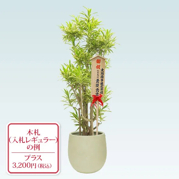 ソングオブインディア(バルーン型、グラスファイバー製鉢カバー付)　Lサイズ10