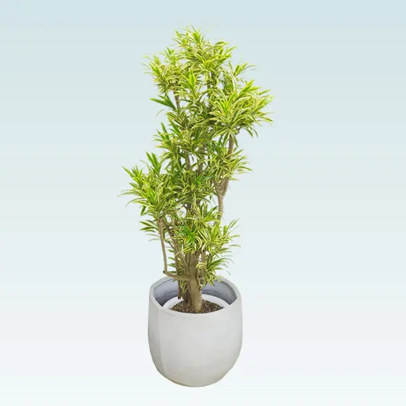 ソングオブインディア(ラグジュアリー型、グラスファイバー製鉢カバー付)　Lサイズ 横から