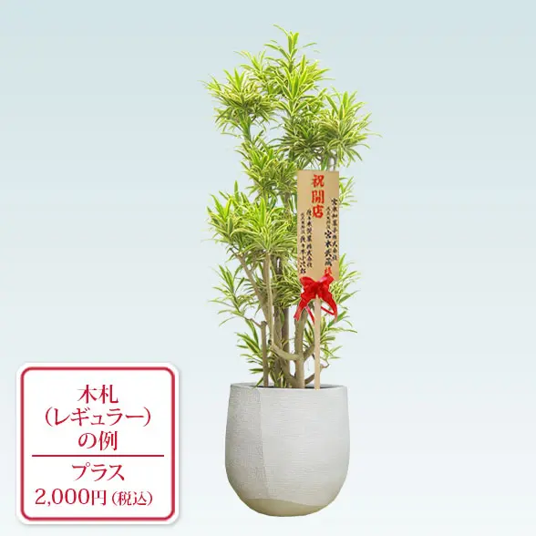 ソングオブインディア(ラグジュアリー型、グラスファイバー製鉢カバー付)　Lサイズ　レギュラー札付き