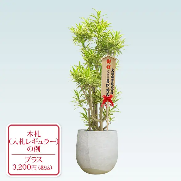 ソングオブインディア(ラグジュアリー型、グラスファイバー製鉢カバー付)　Lサイズ　入札付き