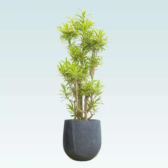 ソングオブインディア(ラグジュアリー型、グラスファイバー製鉢カバー付)　Lサイズ　ブラック