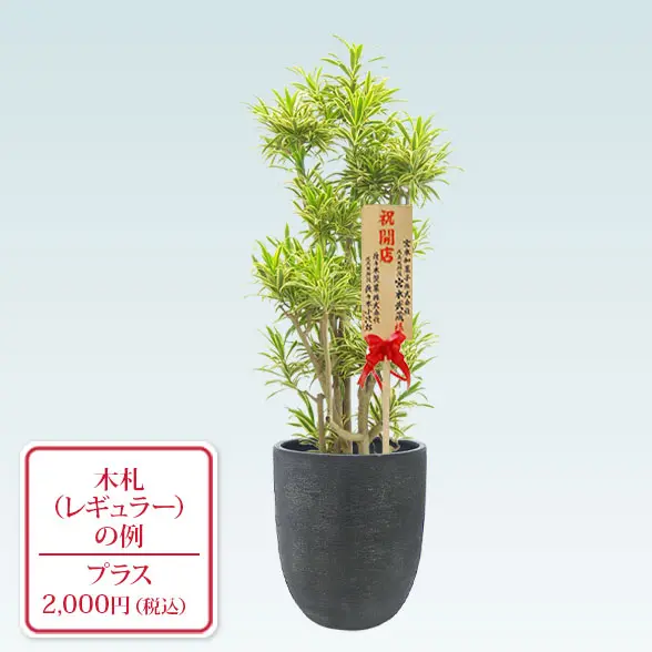 ソングオブインディア(エッグポット型、グラスファイバー製鉢カバー付)　Lサイズ　レギュラー札付き