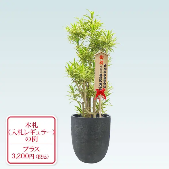 ソングオブインディア(エッグポット型、グラスファイバー製鉢カバー付)　Lサイズ　入札付き