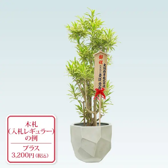 ソングオブインディア(多面体型、グラスファイバー製鉢カバー付)　Lサイズ　入札付き