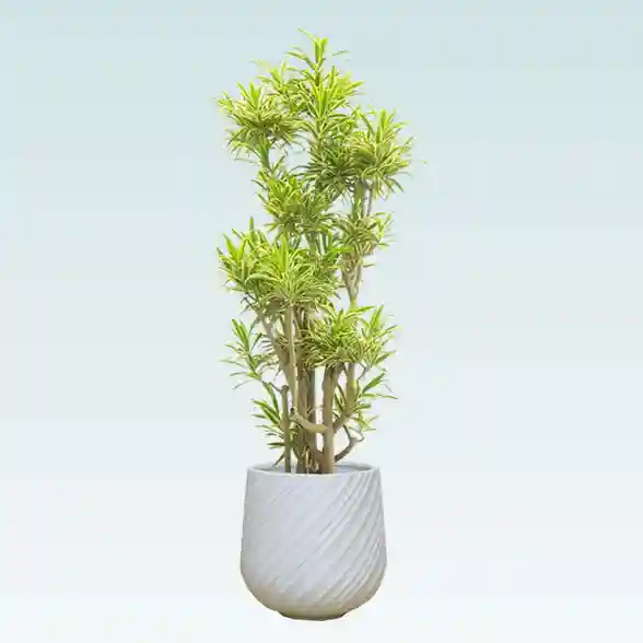 ソングオブインディア(スパイラル型、グラスファイバー製鉢カバー付)　Lサイズ