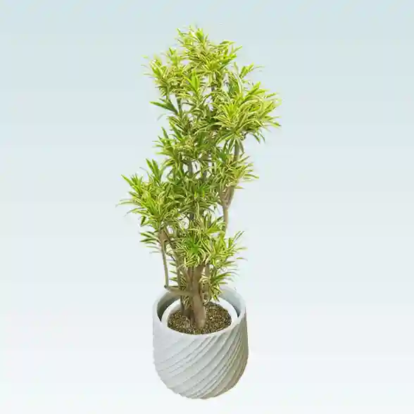 ソングオブインディア(スパイラル型、グラスファイバー製鉢カバー付)　Lサイズ 斜め上から