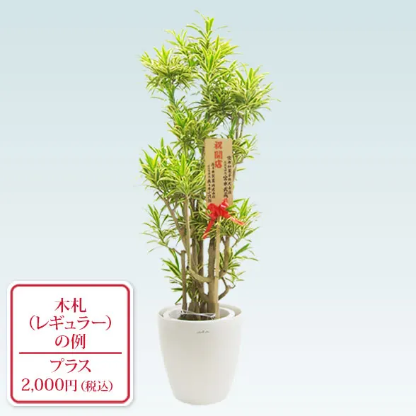 ソングオブインディア(ラスターポット付)　Lサイズ９