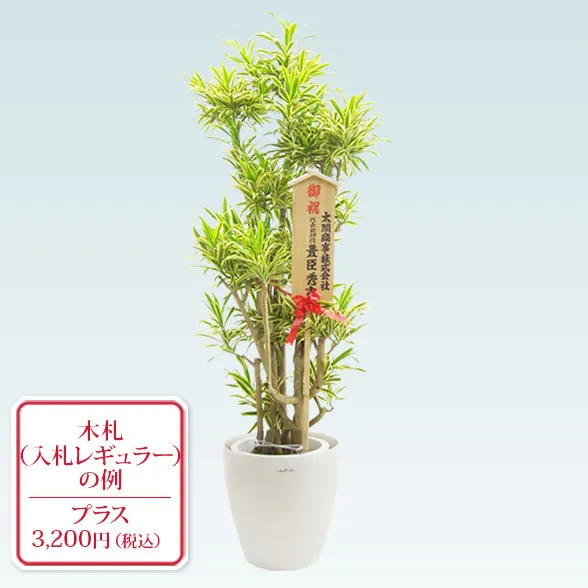 ソングオブインディア(ラスターポット付)　Lサイズ１０