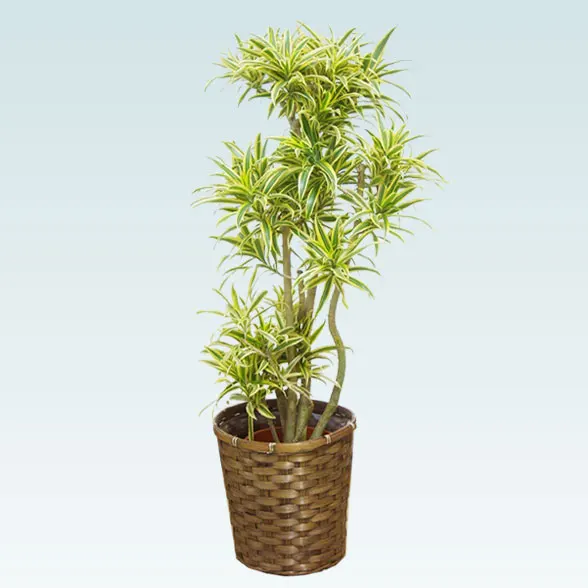 ソングオブインディア(籐かご付、ダークブラウン色)　Mサイズ1