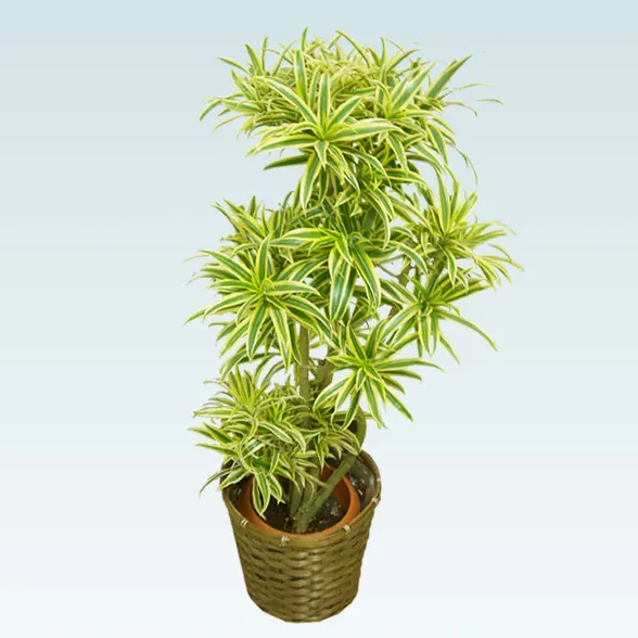 ソングオブインディア(籐かご付、ダークブラウン色)　Mサイズ2