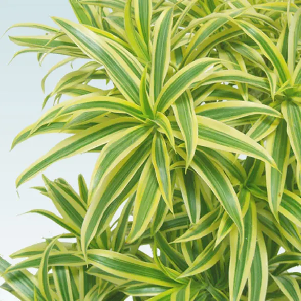 ソングオブインディア(籐かご付、ダークブラウン色)　Mサイズ3