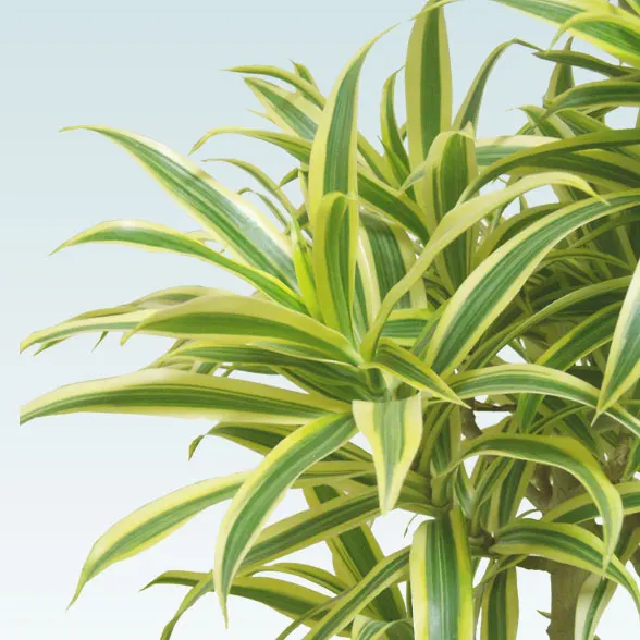 ソングオブインディア(籐かご付、ダークブラウン色)　Mサイズ4