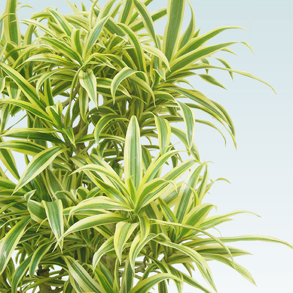 ソングオブインディア(籐かご付、ダークブラウン色)　Mサイズ8