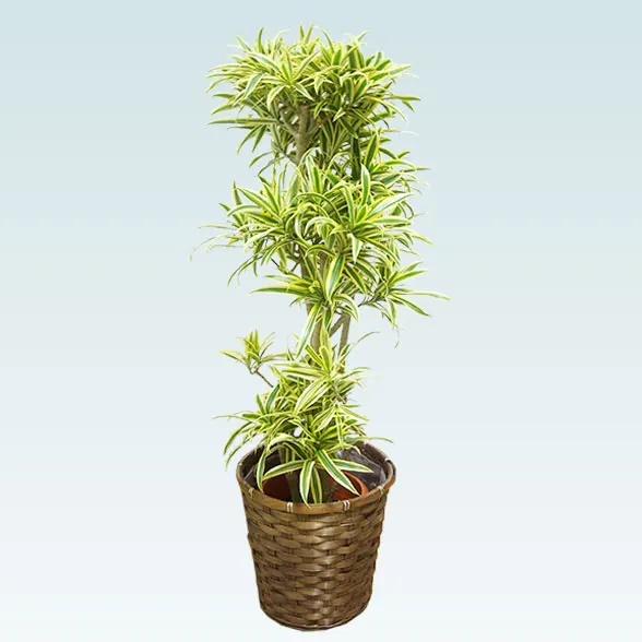 ソングオブインディア(籐かご付、ダークブラウン色)　Mサイズ12