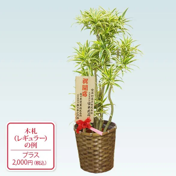 ソングオブインディア(籐かご付、ダークブラウン色)　Mサイズ13