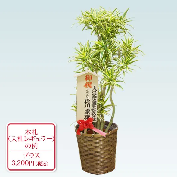 ソングオブインディア(籐かご付、ダークブラウン色)　Mサイズ14