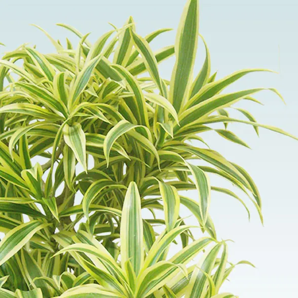 ソングオブインディア(籐かご付、ダークブラウン色)　Mサイズ15