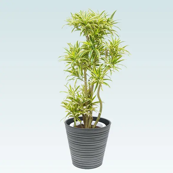 ソングオブインディア(エコフレンドリーポット付)　Mサイズ　正面